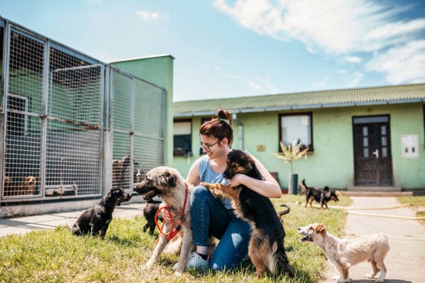 Animal Welfare Organization